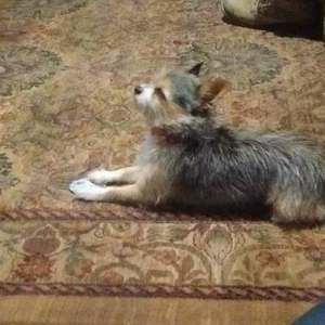 Meet your Posher, Lucas